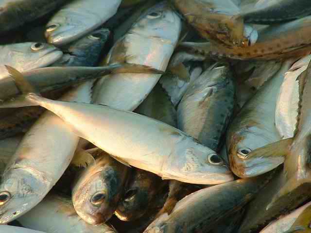 ปลาทูในตลาด  ที่เราเอามากิน ทอด กินกับน้ำพริก  ส่วนใหญ่เป็น  
"ปลาทูลัง"    สังเกต ตัวจะกว้างๆ กว