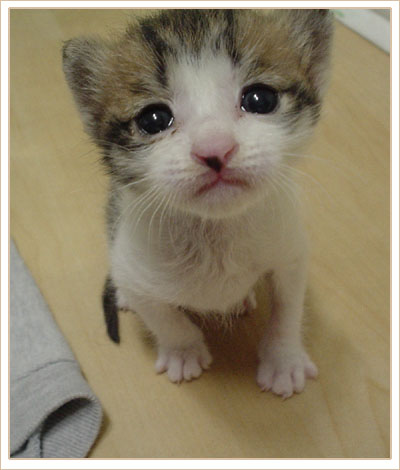 ขอผมซักตัวได้ไหมน้า ล้อแล่นคับ  :umh: