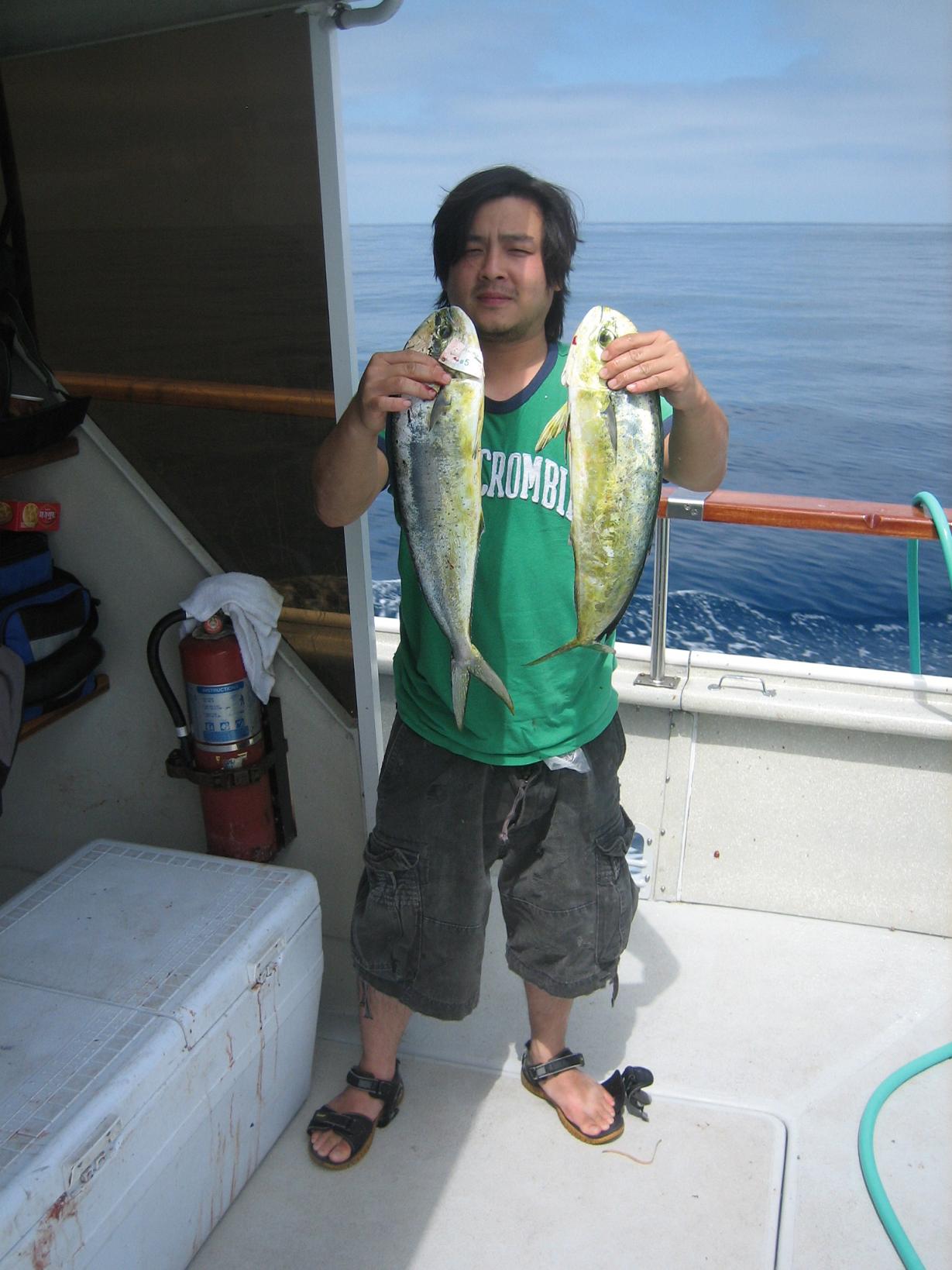 mahi mahi   ฝูง นี้ ตัวเล็กไปหน่อย 
   mahi mahi  จะอยู่  จุด เดียว กะ Yellow tail เพราะ ว่า มันเป็