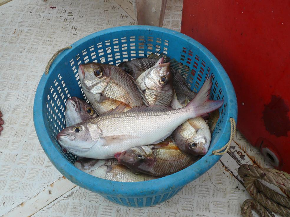 แปปเดียวเต็มหลัวแระ

สรุปเช้าวันที่ 3 ส่งปลาเนื้ออร่อยไซร์กำลังกินลงห้องเย็นไป 4 หลัวได้

 :love