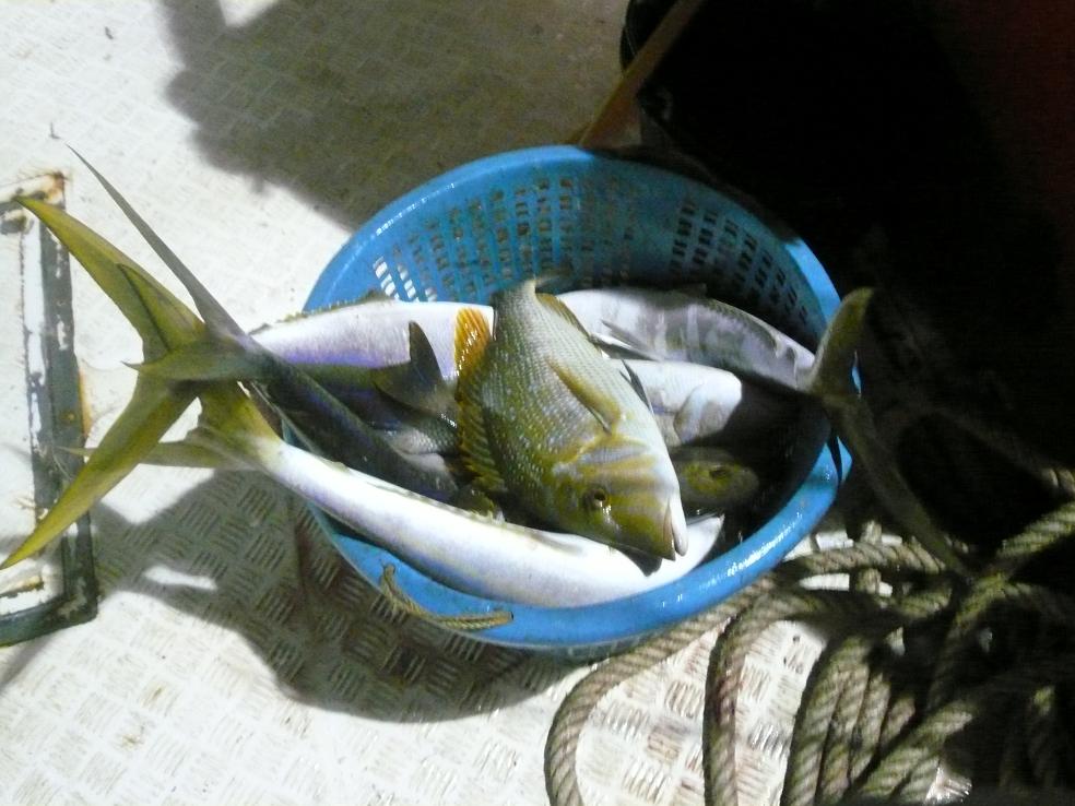 แปปเดียวหลัวหลังเรือก็เต็มแระเดือดร้อนถึงไต๋โทกับลุงแมวต้องนำมาเข้าห้องเย็นซะก่อน

