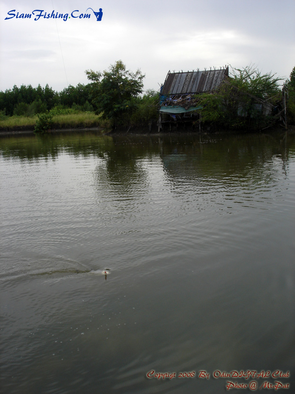  
  ถ่ายอีกสักรูป  ปลายังไม่ทันจะขึ้นจากน้ำ ฝนก็เทลงมาหนักเหลือเกิน 
     เลยต้องกลับมาที่หัวบ่อเพ