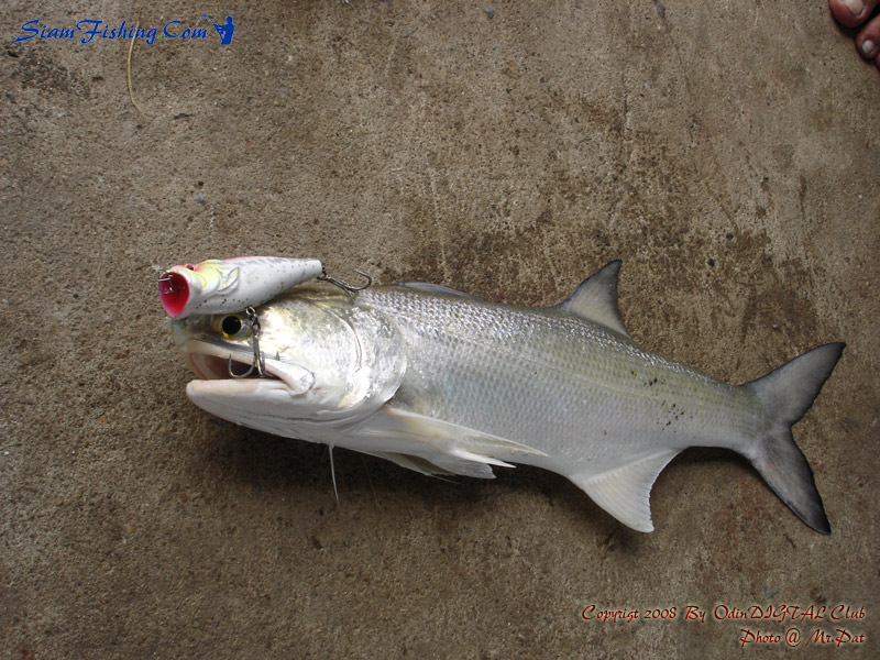  

  มันดุจริงๆนะเนี่ย บ่อนี้ กัด Lunkers สะด้วย 
     ป๊อบใหญ่ๆ มันกัดไม่เลือกเลยเจ้ากุเลาเนี่ย 