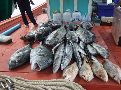 ปลามง  230 โล  11  ตัว
ปลาเล็ก  30  โล  หลายตัว
แต่สู้หมอเลของเรือศรีวัฒนา ไม่ได้
แต่เรือวัรดีได้