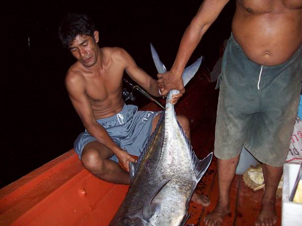 เอาขึ้นเรือมา...ผู้ช่วยหมูด (เรียน ป.1 พร้อมผม)..ลองยกหางดู....อ๋อ ลูกปลากระมงพร้าว  20  กว่าโลเอง..