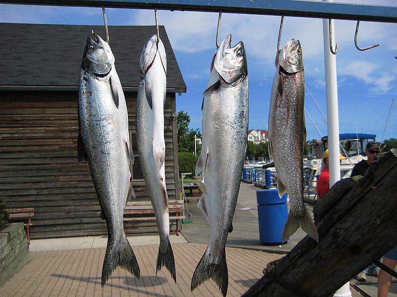 Nice Trip.........

กลับเมืองไทยขอ Lake Trout ฝากผมซักตัวนะครับ   :love: :love: :love: :love:  We 