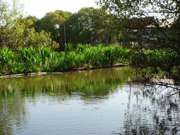 เราพายเรือมาได้สักพัก.เราก็มาจอดตกใต้ต้นไม้ใหญ่ร่มเย็นดีครับ.

                           :love: :