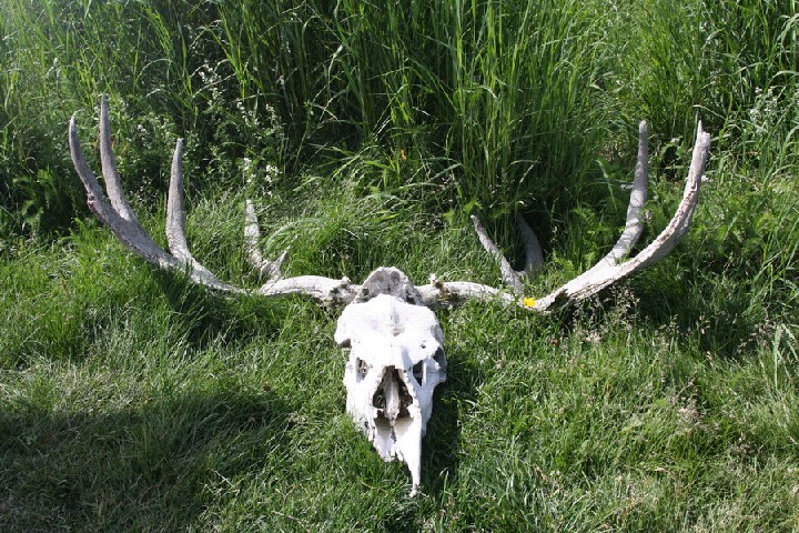 นี่เขาวางไว้โช็วครับกระโหลกของ Moose 
