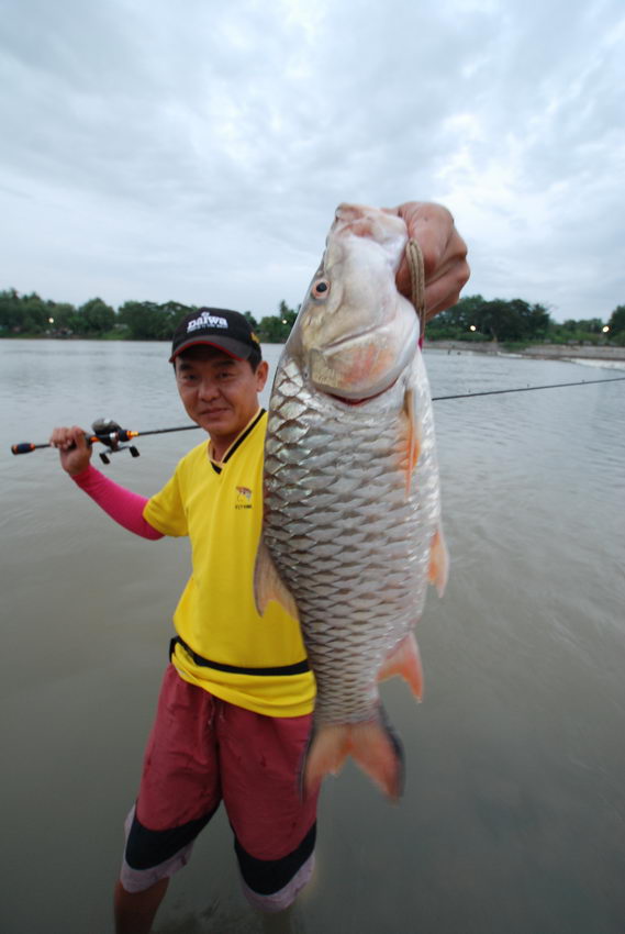 กระสูบโทน...ต้นเจ้าพระยา