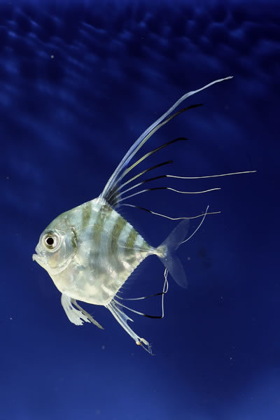 African pompano , Pennant fish , Threadfin trevally.


 :grin: :grin: :grin: