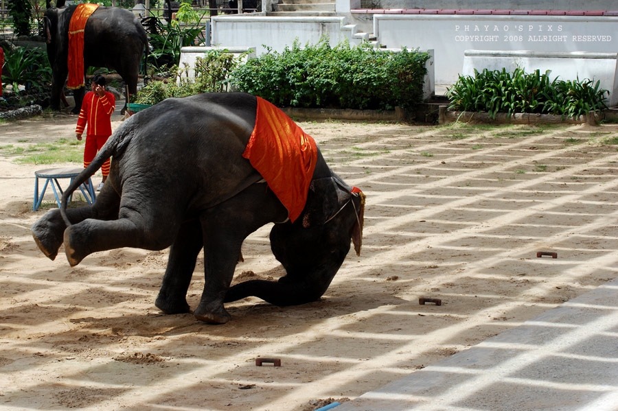 
โชว์ เต้นเบรคแด้นซ์   :laughing: :laughing: :laughing: :laughing: