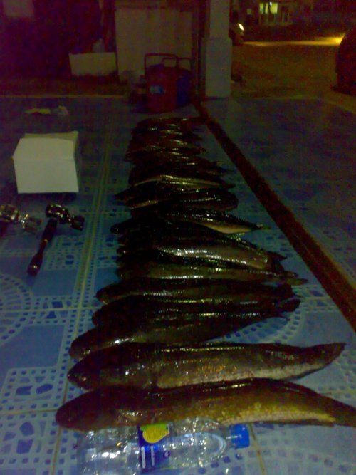 ทริบนี้ไม่ค่อยใหญ่ แต่หนาตัวครับ  ขอบคุณ :ohh: :ohh: :ohh: :ohh: :grin: :grin: :grin: