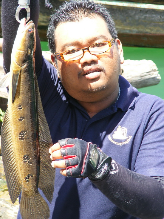 ก่อนกลับหลังกินข้าวเสร็จน้าเอกให้พายเรือไปด้านหลังเกาะที่พักแล้วก็ได้เจ้าตัวนี้ขึ้นมา :cheer: :cheer