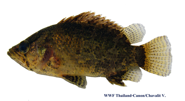    2. ปลาเสือลายเมฆ (Nandus oxyrhynchus) --(นาน-ดัส  อ๊อก-ซี่-ริน-ชัส)เป็นชนิดที่พบในลุ่น้ำโขงในภาคอ