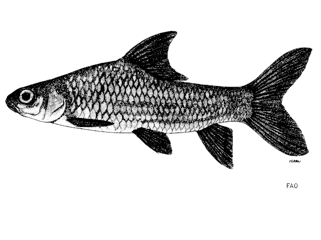 ปลาเอินฝ้าย (Probarbus labeaminor) จัดอยู่ในวงศ์ปลาตะเพียน (Cyprinidae) ซึ่งเป็นปลาในตระกูลเดียวกับป