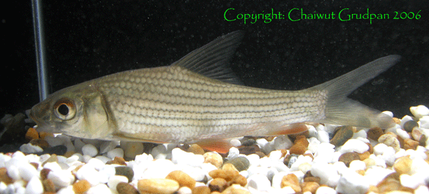   ส่วนปลาเอินตาขาว(Probarbus labeamajor) และ ปลายี่สกไทย(Probarbus gullieni) จะต่างกันค่อนข้างชัดเจน