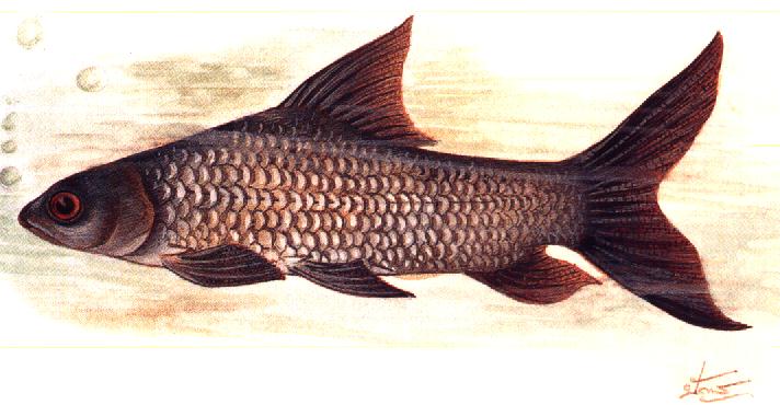 ระหว่าง ปลาแป้นในชนิด Gymnochanda flamea. กับ Gymnochanda filamentosa. ใน revision. เขียนกระจึ๋งเดีย