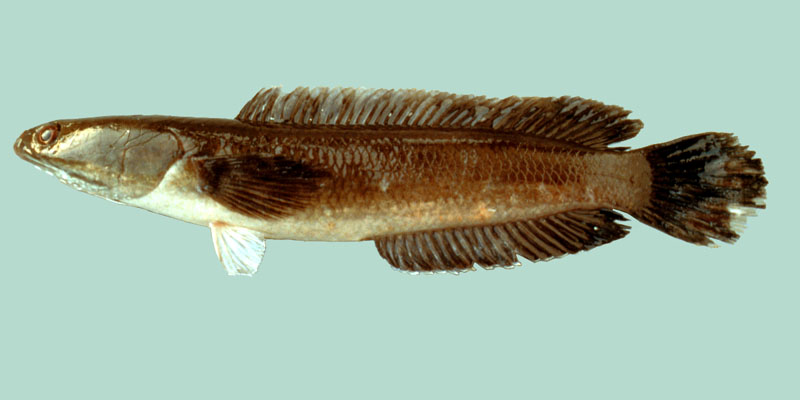    ส่วนเจ้าตัวนี้ เรียกว่า พังกับ(Channa melasoma) เป็นปลาช่อนขนาดเล็กครับ มีรายงานว่าใหญ่สุดประมาณ 