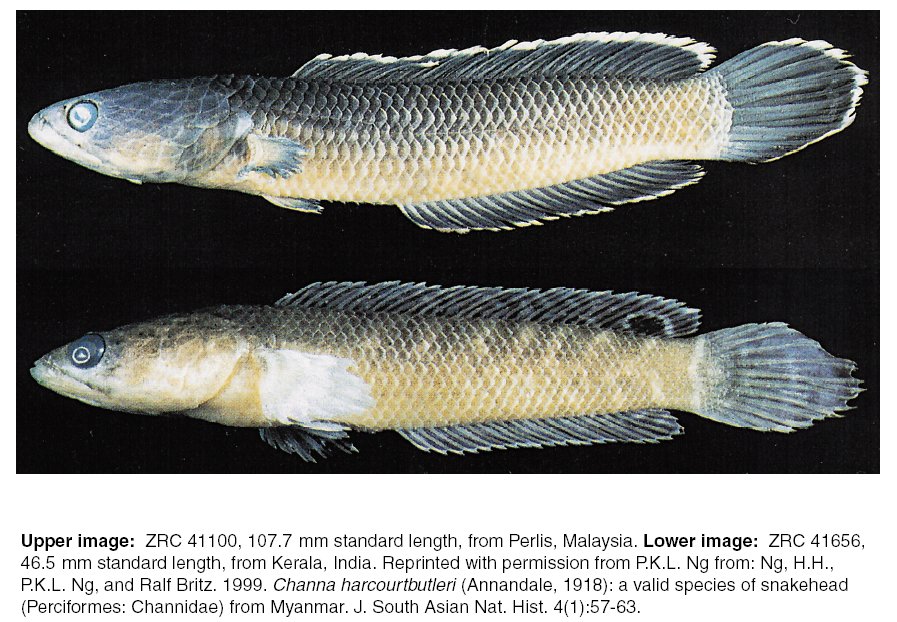   ตัวถัดมา คือ เจ้า ปลากั้ง(Channa cf. gachua) เป็นปลาช่อนขนาดเล็กที่สุดของไทย(ตัวไม่ถึงฟุต) จะพบพว