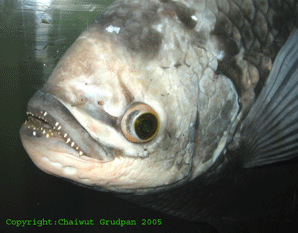      ปลาแรดแม่น้ำโขง(Osphronemus exodon)  เป็นปลาหา
