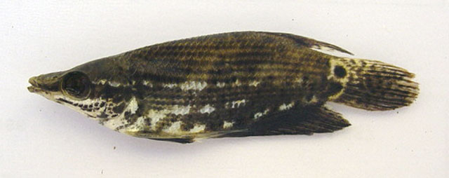            ตัวนี้เป็นปลาแรดของอินเดีย(Osphronemu
