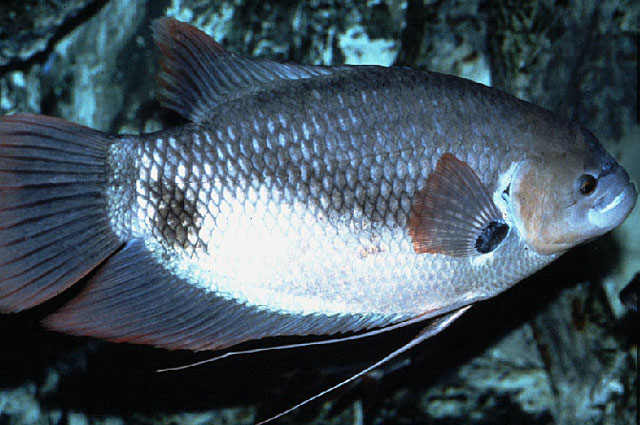 ปลาแรด (Osphronemus laticlavius) ที่พบในประเทศมาเลเซียและอินโดนีเซีย    ชนิดนี้จะมีสีแดงบริเวณขอบของ
