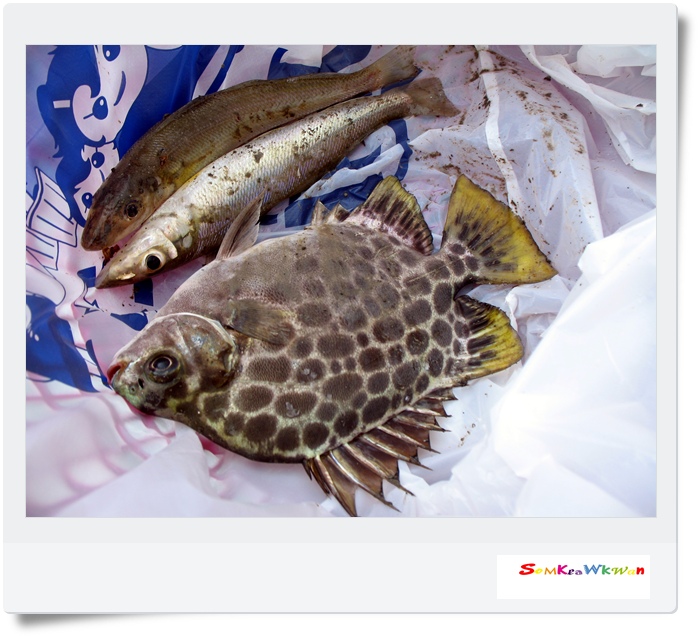 ปลารวมตอนนี้  :laughing: