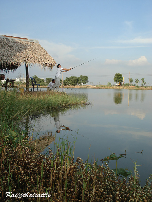 ภาพที่บ่อกชกรครับ
 :grin:

บ่อกชกร ตอนฟ้าสวยด้วยคอมแพค 
[url='http://www.siamfishing.com/board/