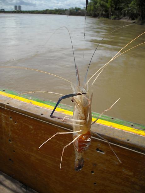 + 1 ให้กุ้งไต๋น้อง 

ส่วนอันนี้....กุ้งข