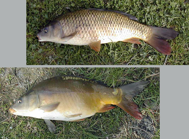     สำหรับเจ้าปลาไน(Cyprinus carpio ) หรือที่เรียกว่า common carb (คราป).......เป็นปลาที่มีถิ่นกำเนิ