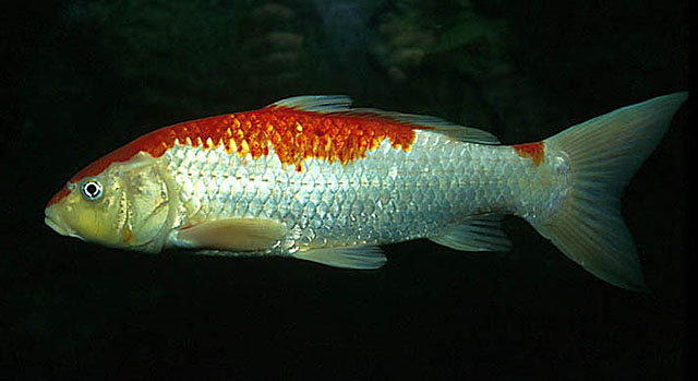     หนึ่งในผลิตผลของการปรับปรุงพันธ์ปลาไน (Cyprinus carpio ) .....ก็คือ  เจ้าแฟนซีคราฟ.....ที่ทุกๆคน