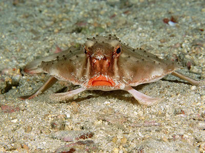 อันดับที่2 Galapagos batfish. หรือ Ogcocephalus darwini.

 :grin: :grin: :grin: