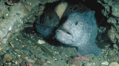 อันดับที่4.  Wolf eel. หรือ Anarrhichthys ocellatus.

 :grin: :grin: