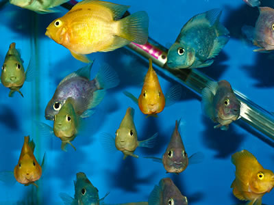 อันดับที่ 10. Hybrid parrot fish. เขาให้เหตุผลว่า ผสมกันจน ปลาชนิดนี้หุบปากไม่ได้.


 :grin: :gri