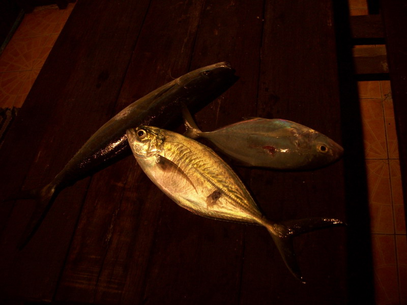   ตกเย็นเดินตะเวนหาร้านอาหาร   ปิดหมดครับถึงเปิดพอเห็นปลาก็อ้างว่าไม่มีคนทำปลาพ่อครัวพม่าบ้างไม่รับท