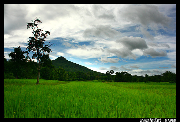 ฟ้าหลังฝนที่ อ.หนองสูง ช่างสดใสจนแทบอยากจะโบกโบยบินขึ้นไปไล่จับก้อนเมฆที่อยู่เหนือต้นจามจุรี
ออกดอก
