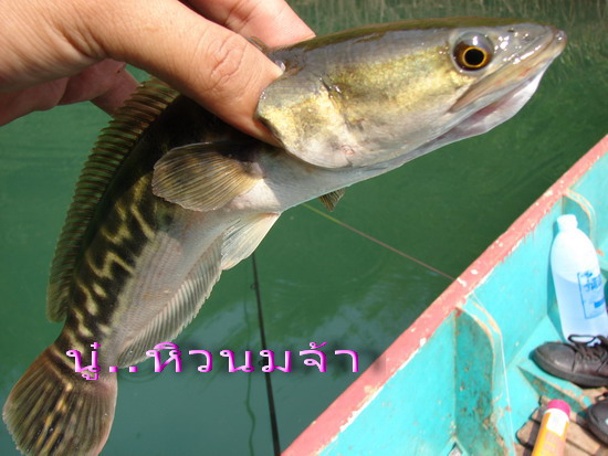 สวัสดีครับ   น้า         188
                             
                น้า         ต่ายจรัญ

