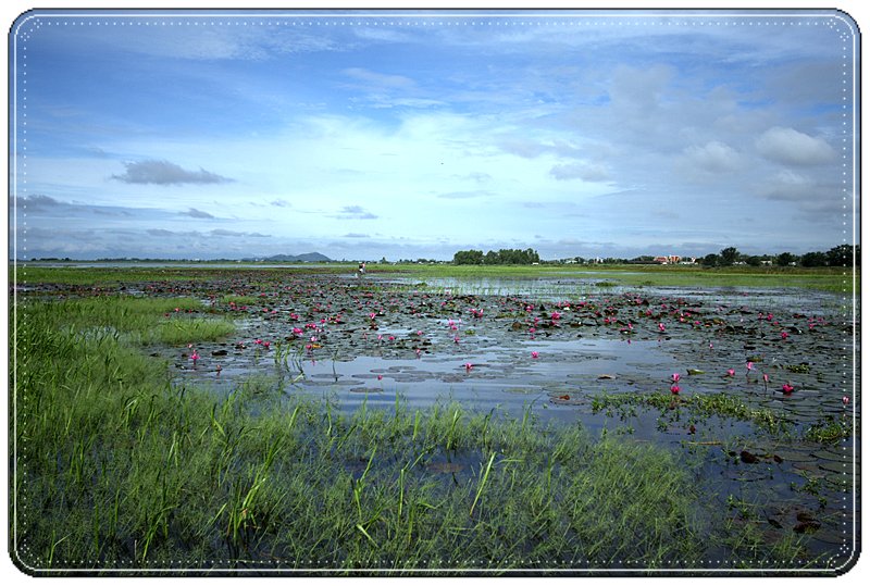 บัวก็สวยเนอะ น้าว่าป่ะ