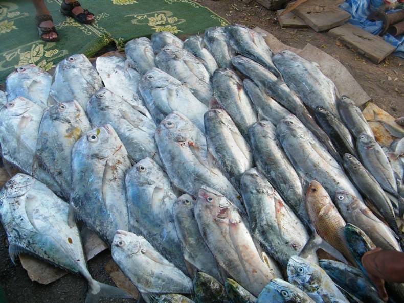 ปลารวม :sleeping: :sleeping: :sleeping: :sleeping: