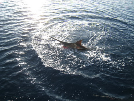 Marlin catch & release ครับ ประมาณ นน.โดยพี่ตี๋ใหญ่ไว้ที่ 100 kg. ครับ ตั้งแต่ได้คันและรอกชุดนี้มา ไ