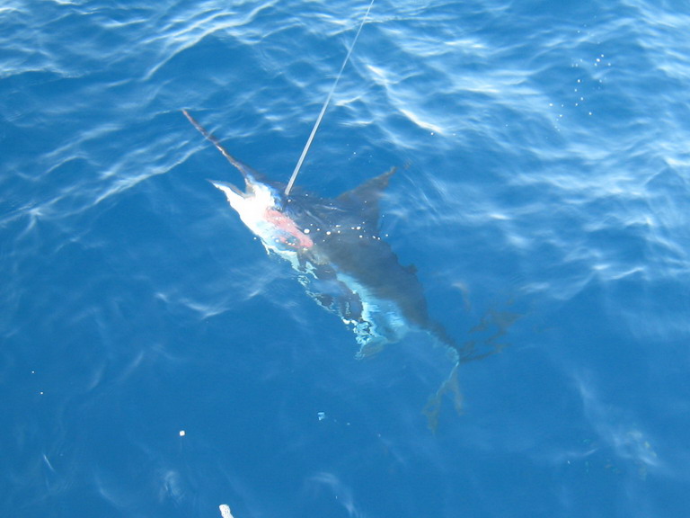 เราลอยสายปลา yellowfin tuna ตายไว้ประมาณ 1 ชม. โดยไม่มีอะไรมาแตะต้องเหยื่อเลยครับ แต่พอเปลี่ยนเป็นปล