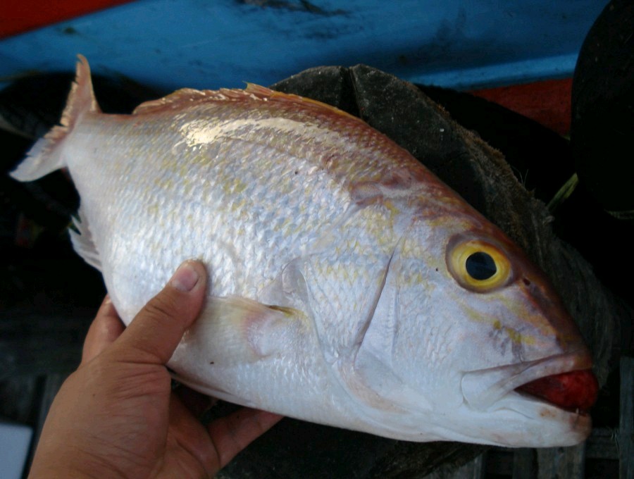 ปลาอังคุรี เปรีบเทียบกับขนาดมือที่จับ ไซร์สวยจริงไต๋บอกเป็นปลาเนื้อดี