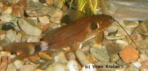   เอามาฝากครับ   แขยงหางจุด(mystus micracanthus)
ดูจะคล้ายๆกับแขยงใบข้าวมากครับเนื่องจากมีครีบไขมัน