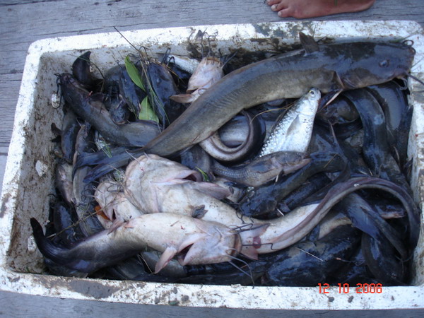 เจ้าของวังหอยที่เราไปตกปลา เลยชวนพวกเราไปช้อนปลาในลำคลองแทน ตกปลาในวังซะนี่ แต่ปลาเห็ดโคนก็กินดีมาก 