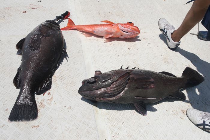 


 ดูชัดๆ ครับ  รอบแรกชุดหัวเรือ 3 ตัว

 เป็นเก๋าถ่าน 2 สีทอง 1 

 ทริค อยู่ที่ว่า กินตัวเดี