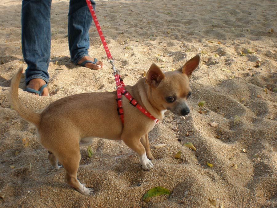 ตัวนี้มาเดินเล่นชายหาดน่ารักดี   :grin: