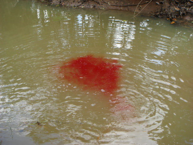 ภาพ.เลือดที่อ่อยไหลไปตามน้ำเมื่อปลากดได้กลิ่น.ก็จะตามกลิ่นมา.

                     :love: :umh: :