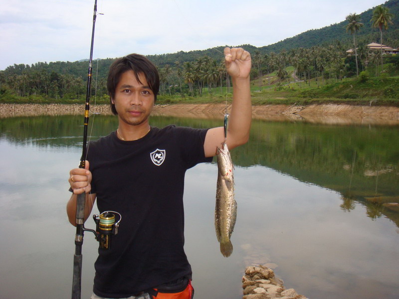 ปลาช่อนเกาะสมุย