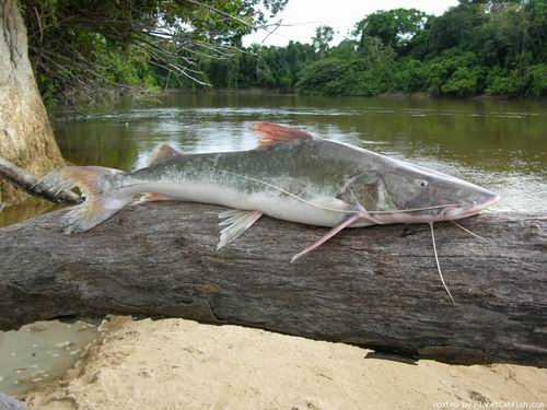 อันดับที่ 8
ปลา พิไรบ้า
ชื่อวิทยาศาสตร์ Brachyplatystoma filamentosum
ถิ่นอาศัย ลุ่มแม่น้ำอเมซอน 