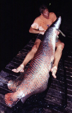 อันดับที่ 7
ปลา อราไพมา หรือ ปลาช่อนอเมซอน หรือที่คนพื้นเมืองเรียกว่า Pirarucu
ชื่อวิทยาศาสตร์ Ara
